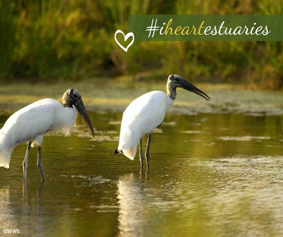 #iheartestuaries