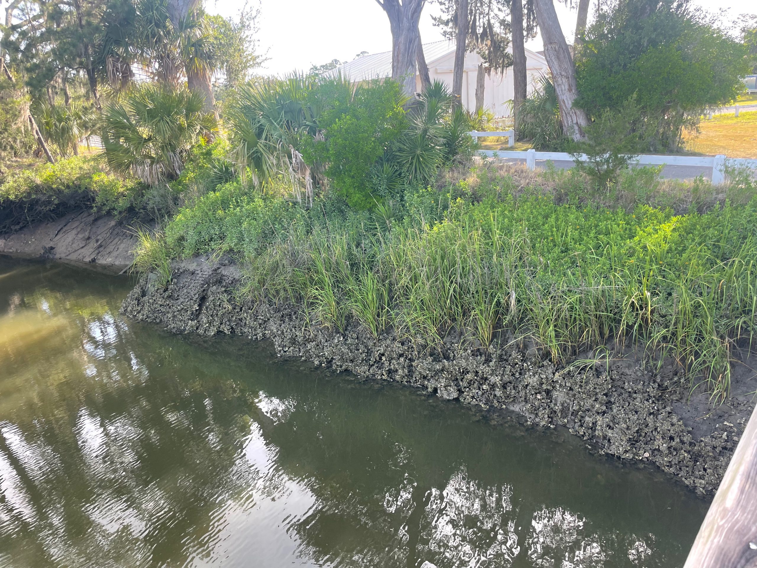 Living Shorelines