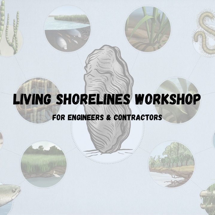 A graphic with oysters and plants that says "living shorelines workshop"